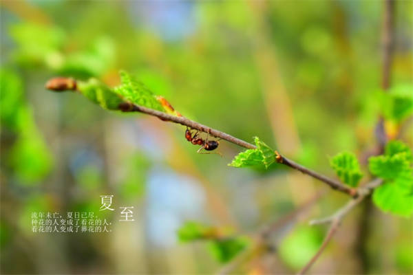 没脸没皮_没脸没皮的意思_没脸没皮出处